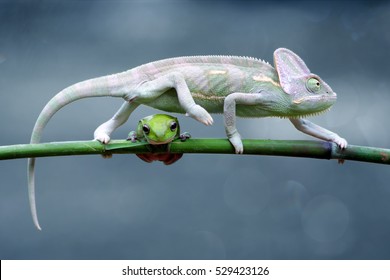 reptile, reptiles, chameleon, macro, animal, animals, indonesia, chameleon veiled, chameleon with frog, dumpy frog, tree frog, frog,