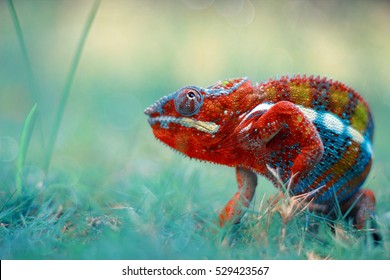 reptile  reptiles  chameleon  macro  animal  animals  indonesia 