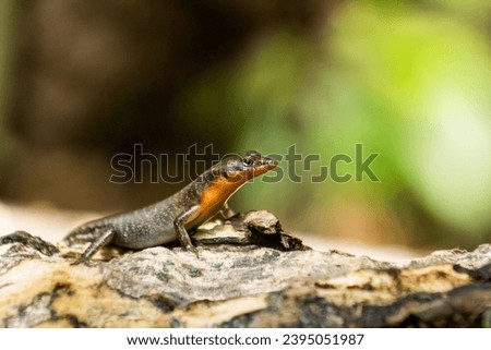 a reptile with the scientific name Carlia