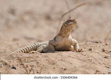 a reptile that typically has a long body and tail, four legs, movable eyelids, and a rough, scaly, or spiny skin.
