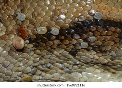 Reptile Ticks Amblyomma Dissimile Parasitizing Boa Stock Photo ...