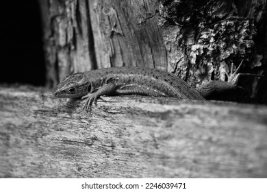 A reptile trying to hide in the cracks of a bench