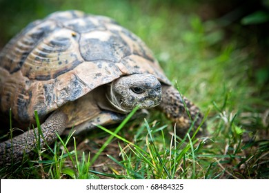 Reptile turtle captured in city Nesebr, Bulgaria - Shutterstock ID 68484325