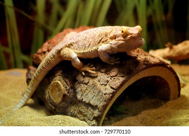 Reptiles in Aquarium - Shutterstock ID 729770110