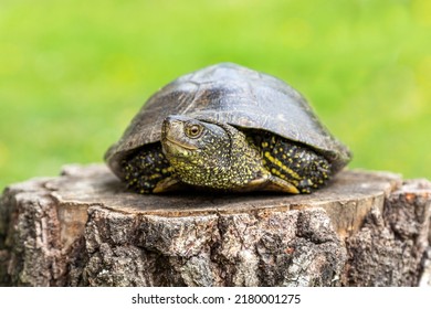 15,524 Reptile Europe Images, Stock Photos & Vectors 