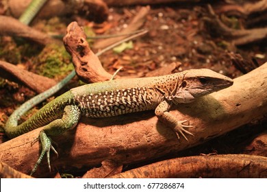 Reptiles In A Vivarium.