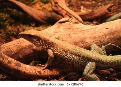 Reptiles In A Vivarium.