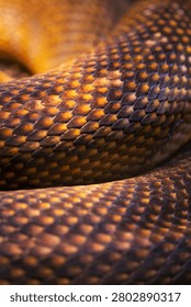 Reptilian skin. Anthracite python skin. Multi-colored texture of reptile skin pattern for background or wallpaper. Fragment of python skin.