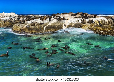Republic of South Africa. Duiker Island (Seal Island) near Hout Bay (Cape Peninsula, Cape Town). Cape fur seal colony (Arctocephalus pusillus, also known as Brown fur seal)