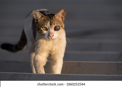 A Rescue Cat At An Animal Shelter With A Prosthetic Eye