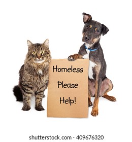 Rescue Cat And Dog With Cardboard Sign Asking For Help