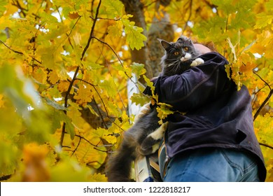 Rescue cat from  tree with the help of a ladder. Man removes  cat from  tree in the fall. Frightened cat on the shoulder of  man.