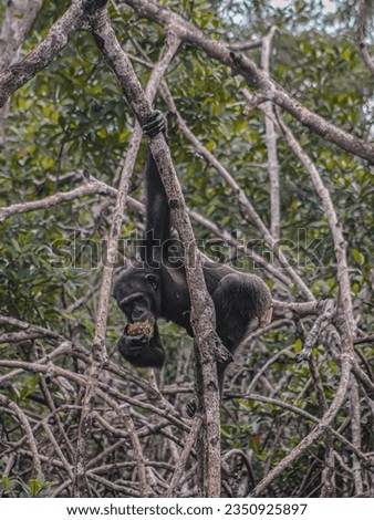 Rescue chimpanzee in Liberia on the Chimpanzee Island