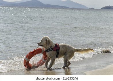 Rescue Dog Comes Out Of The Sea With Lifebelt
