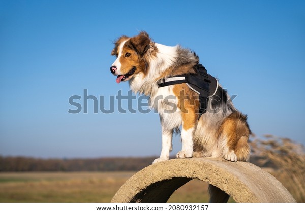 rescue dog in a harness sits on a concrete\
ring and guards the\
surroundings