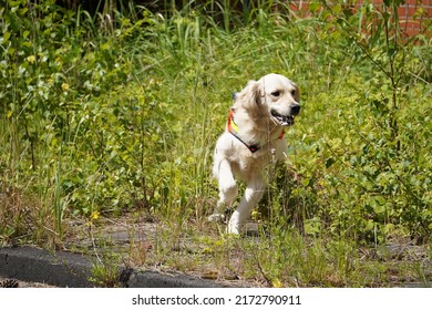 Rescue Dog Labrador Retriever Running