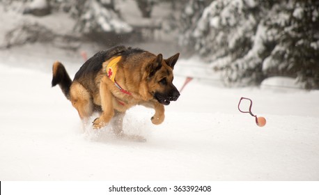 Rescue Dog At Mountain Rescue Service At Bulgarian Red Cross Is Training It's Search And Find Skills During A Training Course, Vitosha Mountains, Bulgaria, January 19, 2015.