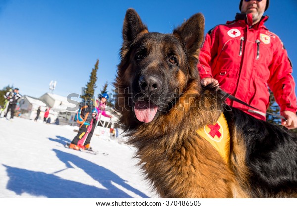 Rescue dog at Mountain Rescue Service at Bulgarian\
Red Cross is cheering during a training course, Vitosha mountains,\
Bulgaria, January 28,\
2016.