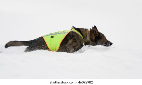 Rescue Dog Searching On White Snow