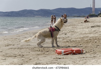 Rescue Dog Shakes To Dry Just Out Of The Water