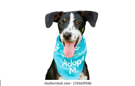 A Rescue Dog Shelter Animal Is Advertising For Adoption Isolated On A White Background