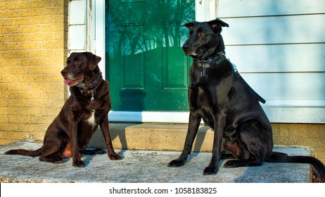 Rescue Dogs - Chocolate Lab And Black Shepherd Mix - Best Friends Sitting On Front Porch