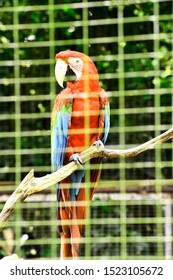 Rescue Of Exotic Animals, Amazon Parrot