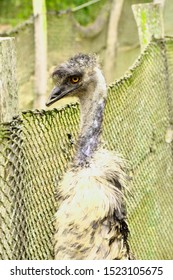 Rescue Of Exotic Animals Emu