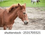 Rescue Mule with Horses in the Background 