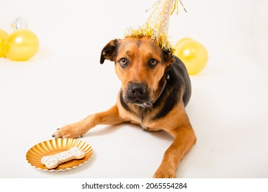 Rescue Puppy Celebrating A 1st Birthday With A Bone, Gold Party Hat And Balloons