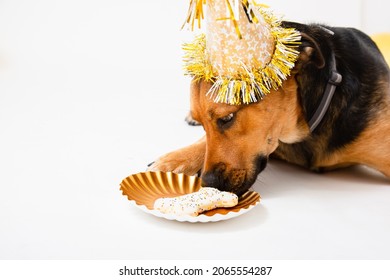 Rescue Puppy Celebrating A 1st Birthday With A Bone, Gold Party Hat And Balloons