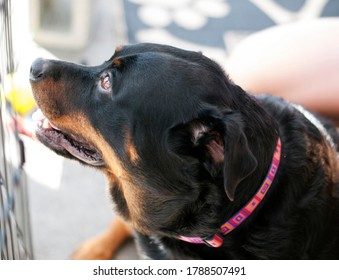 Rescue Rottweiler Available For Adoption At An Event In San Diego On A Sunny Day Wearing A Pink Collar With Mouth Open