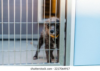 Rescue Shelter Dog In Kennel Cage Afraid Lonely Isolated Sad Confused Face Looking Through Bars Pleading Begging Puppies At The Pound In Cages Fluffy Terrier Puppy