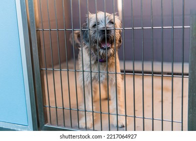 Rescue Shelter Dog In Kennel Cage Afraid Lonely Isolated Sad Confused Face Looking Through Bars Pleading Begging Puppies At The Pound In Cages Fluffy Terrier Puppy