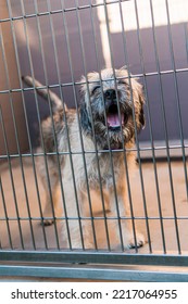 Rescue Shelter Dog In Kennel Cage Afraid Lonely Isolated Sad Confused Face Looking Through Bars Pleading Begging Puppies At The Pound In Cages Fluffy Terrier Puppy