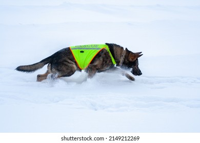 Rescue Shepherd dog is looking on the background of white snow