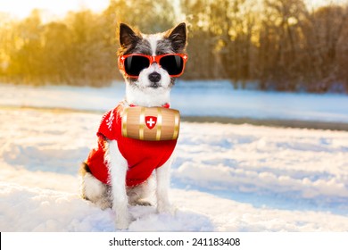 Rescue Swiss Dog With Barrel Outside In The Winter Wonder Land