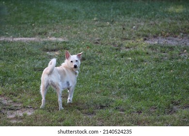 Rescue Tripod Dog In Field