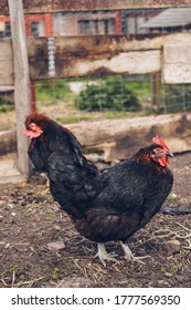 Rescued Chickens In Farm Animal Sanctuary, UK