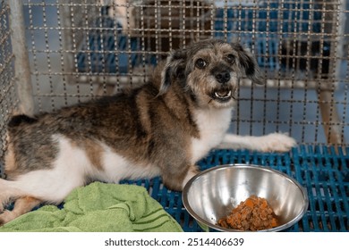 A rescued dog relaxes in a shelter with a bowl of food in a warm, welcoming environment during the afternoon hours - Powered by Shutterstock