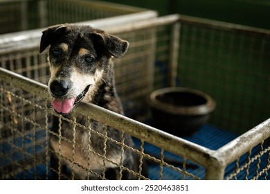 A rescued dog waiting for adoption in an animal shelter during the afternoon - Powered by Shutterstock