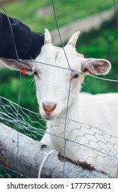 Rescued Goat In Farm Animal Sanctuary, UK