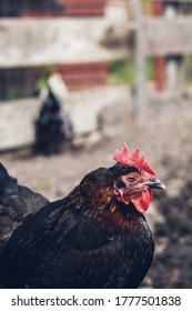 Rescued Hen In A Farm Animal Sanctuary, UK