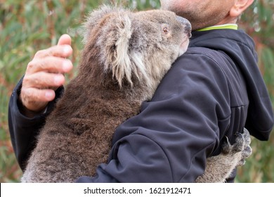 Rescued Koala In Australia After Bush Fire Devastation