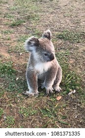 Rescued Koala From Bushfire