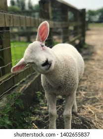 Rescued Lamb. Animal Sanctuary. Little Lamb. 