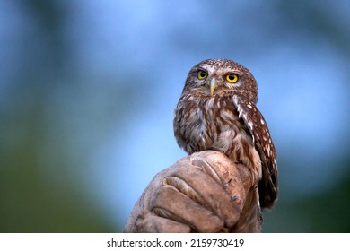 Rescued Little Owl The Moment Before It Was Freed