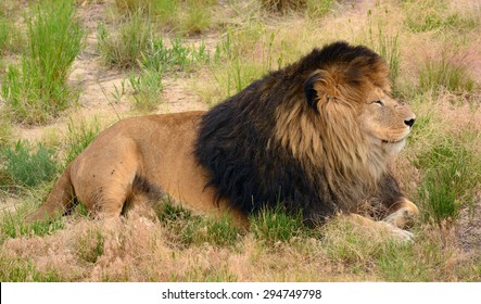 Rescued Male African Lion Relaxing On The Plains  Of   The Wild Animal Sanctuary In Keenesburg,  Colorado   