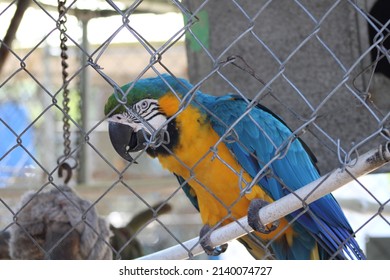 rescued parrot