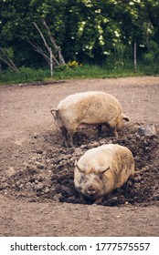 Rescued Pigs In Farm Animal Sanctuary In UK